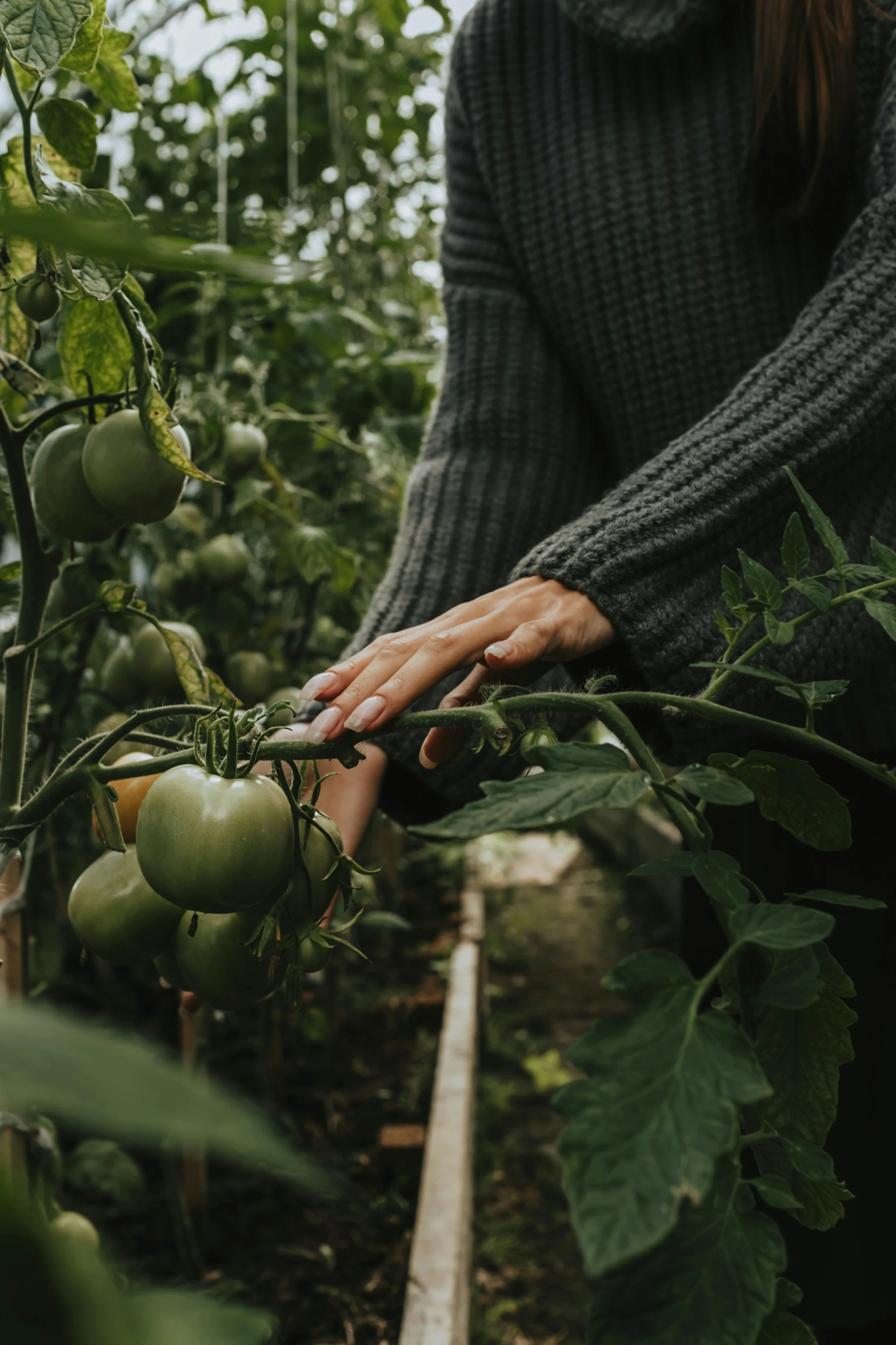 Person touching green tomato plant